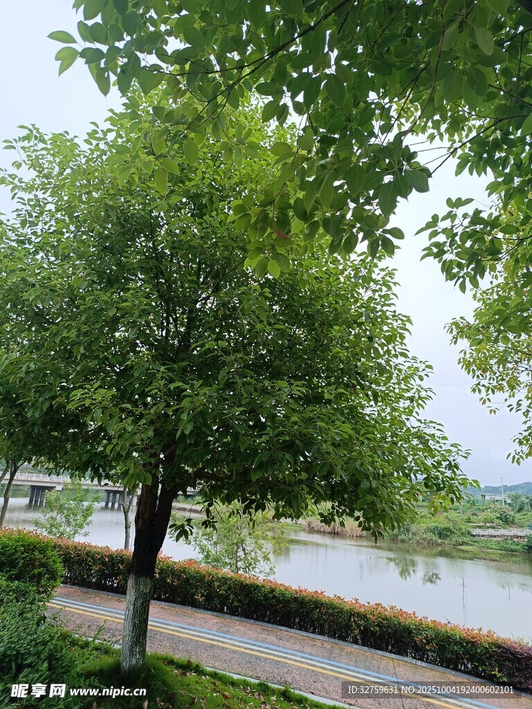 河畔绿树成荫的美丽景致