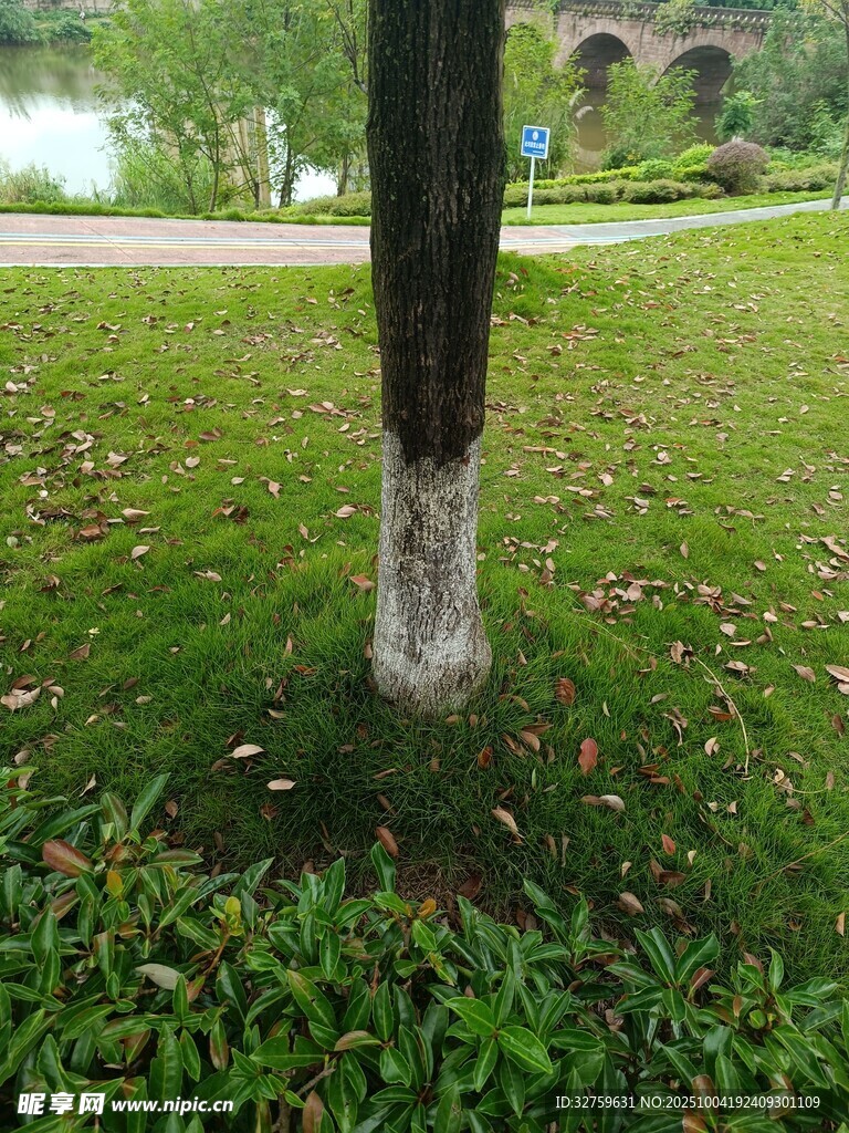 树干底部的白色防护层