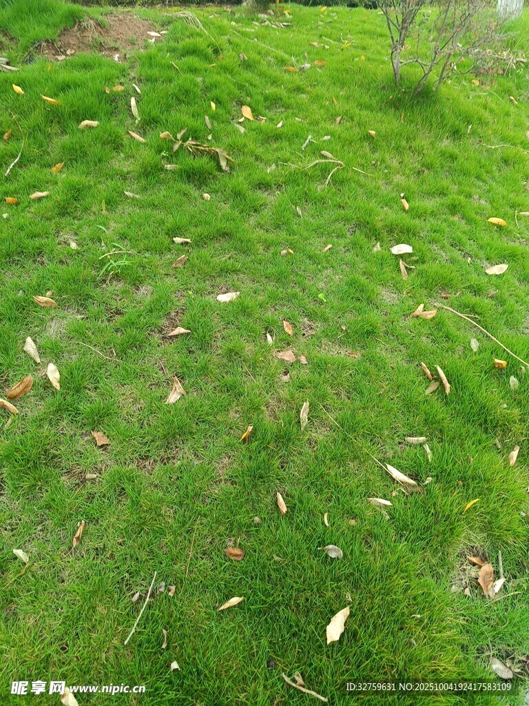 翠绿草地散落枯叶