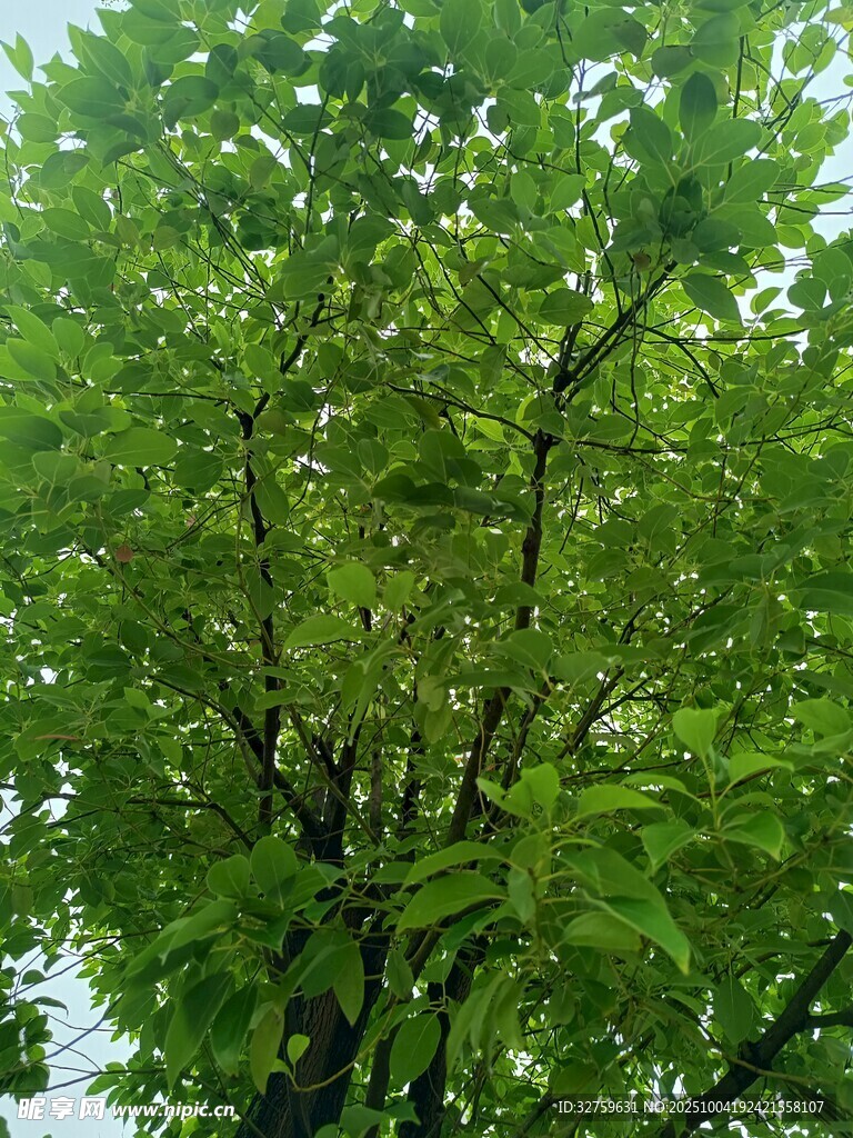 繁茂绿树展现盎然生机