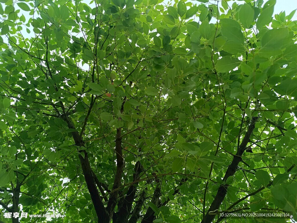 繁茂绿树展现盎然生机