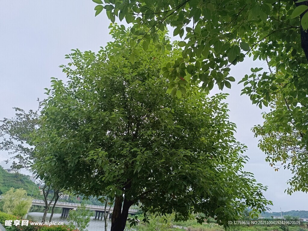 绿树成荫的户外景致