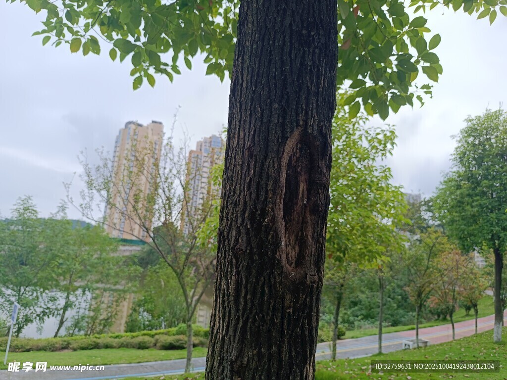 树干视角下的公园景致