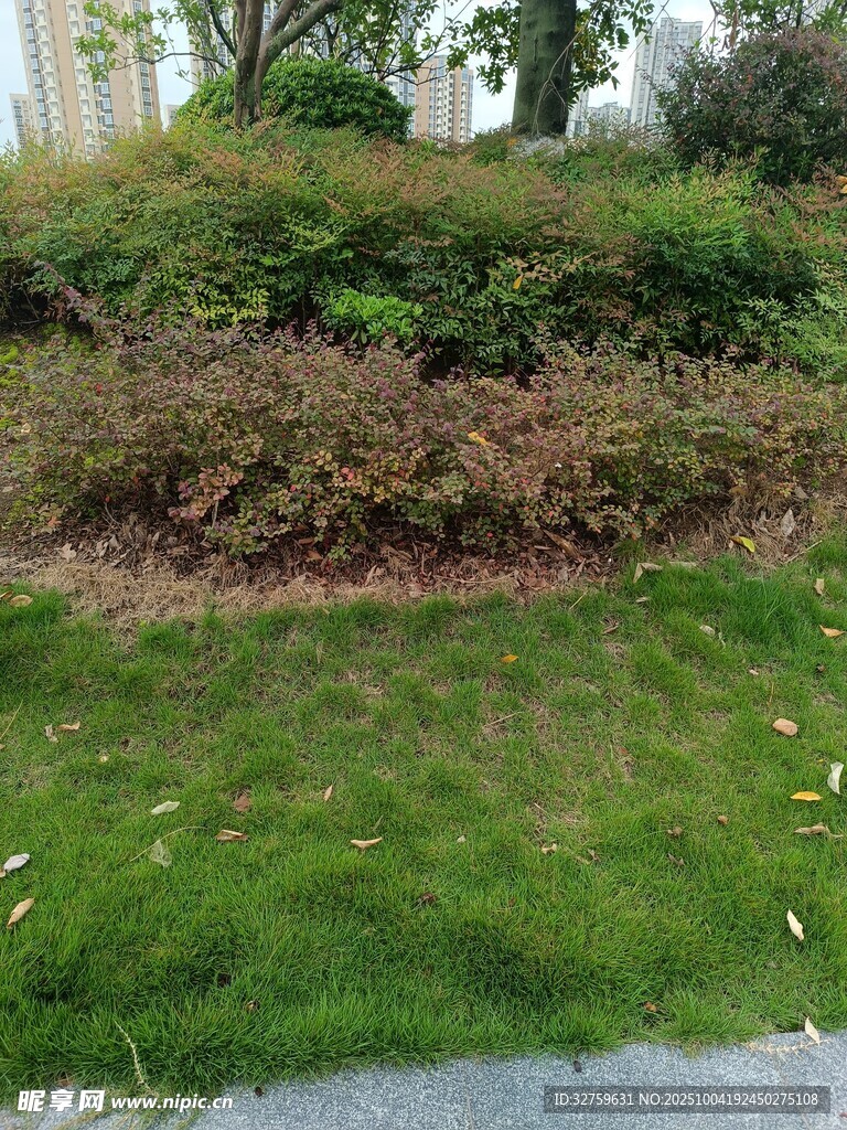 庭院绿植景观一角