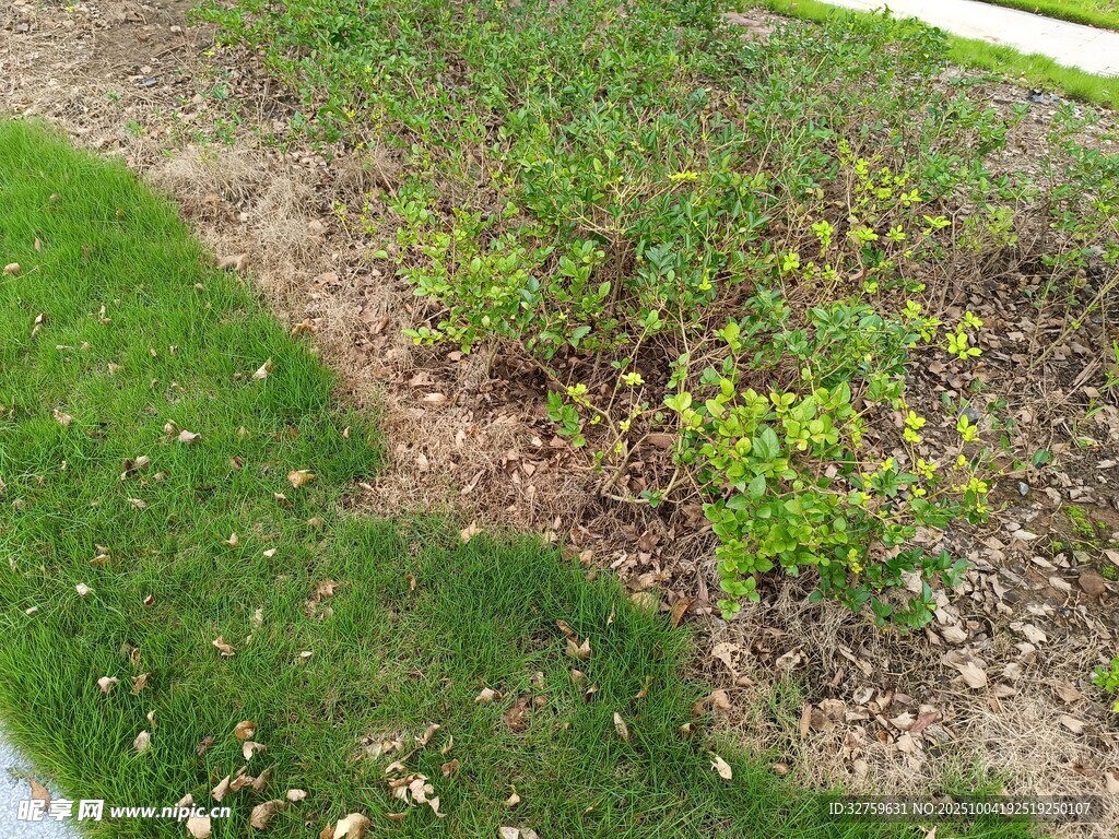 草地旁的绿植景观