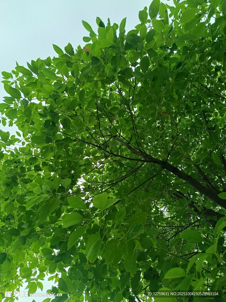 翠绿浓荫的繁茂树叶