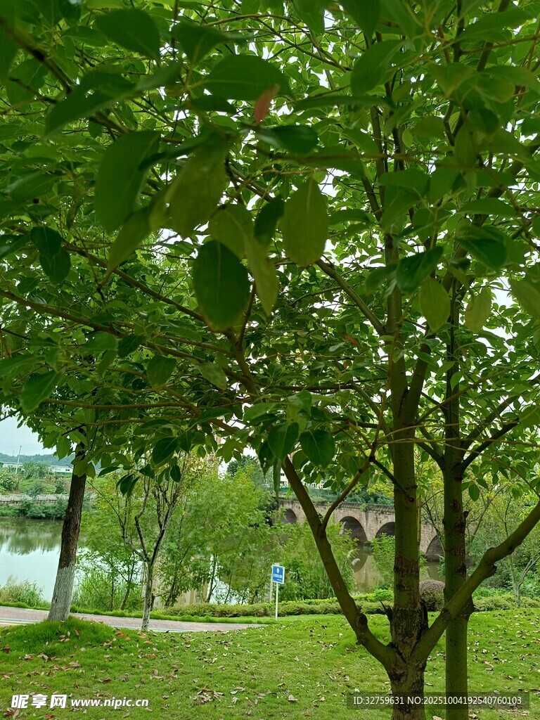 绿树成荫的湖畔风光