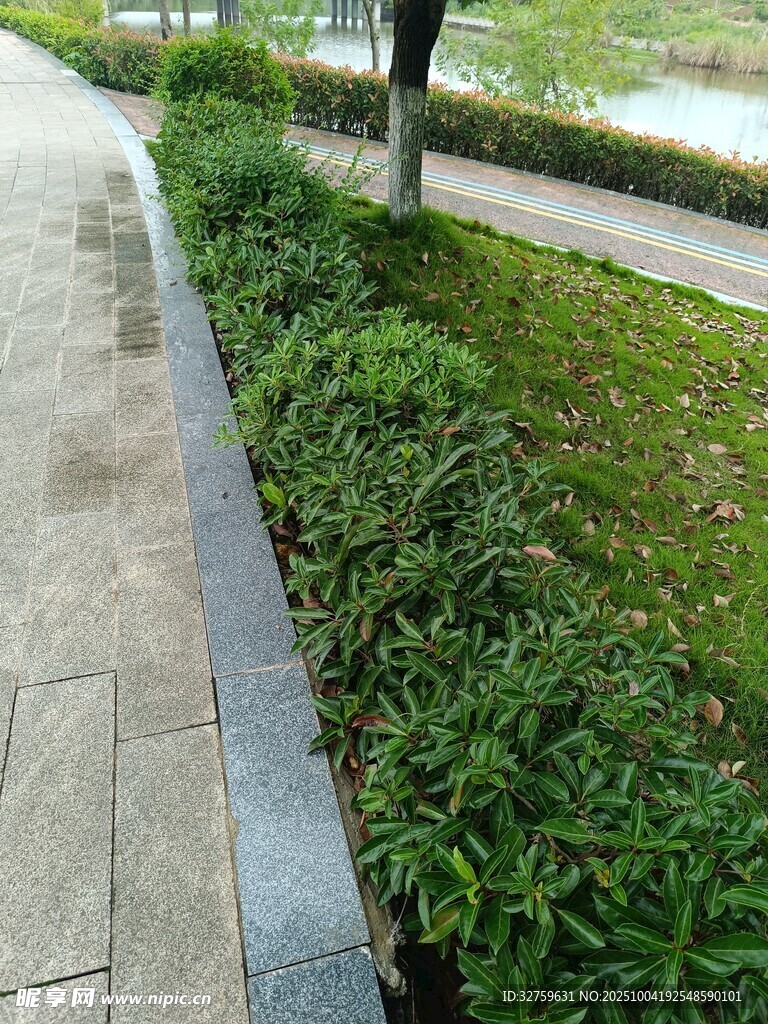 路边绿植景观