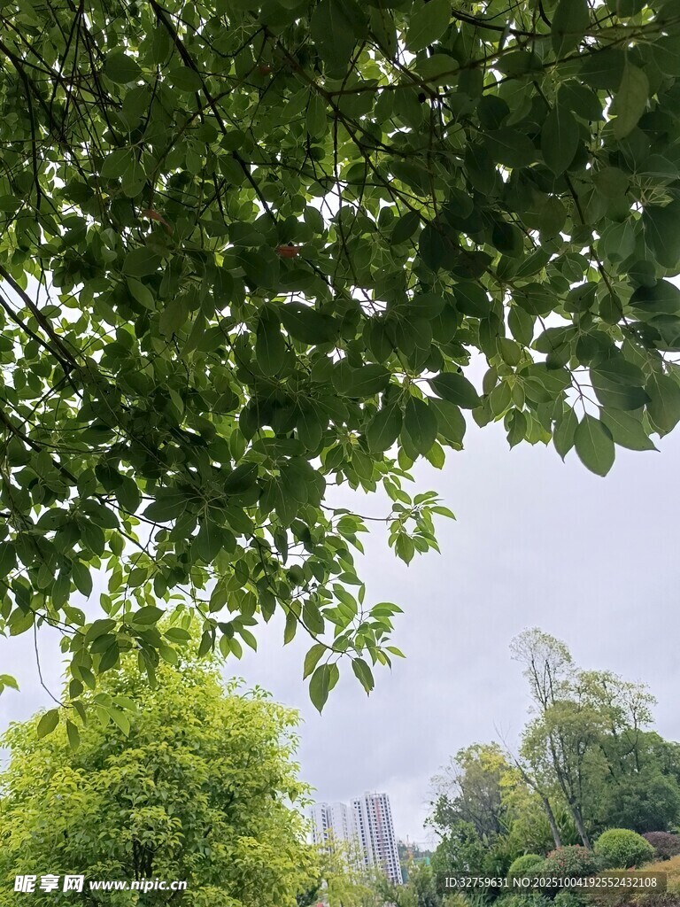 绿荫下的清新户外景致