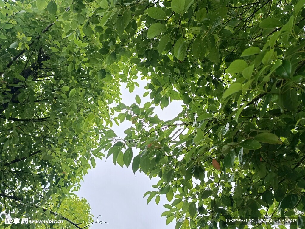 仰视翠绿繁茂的树冠