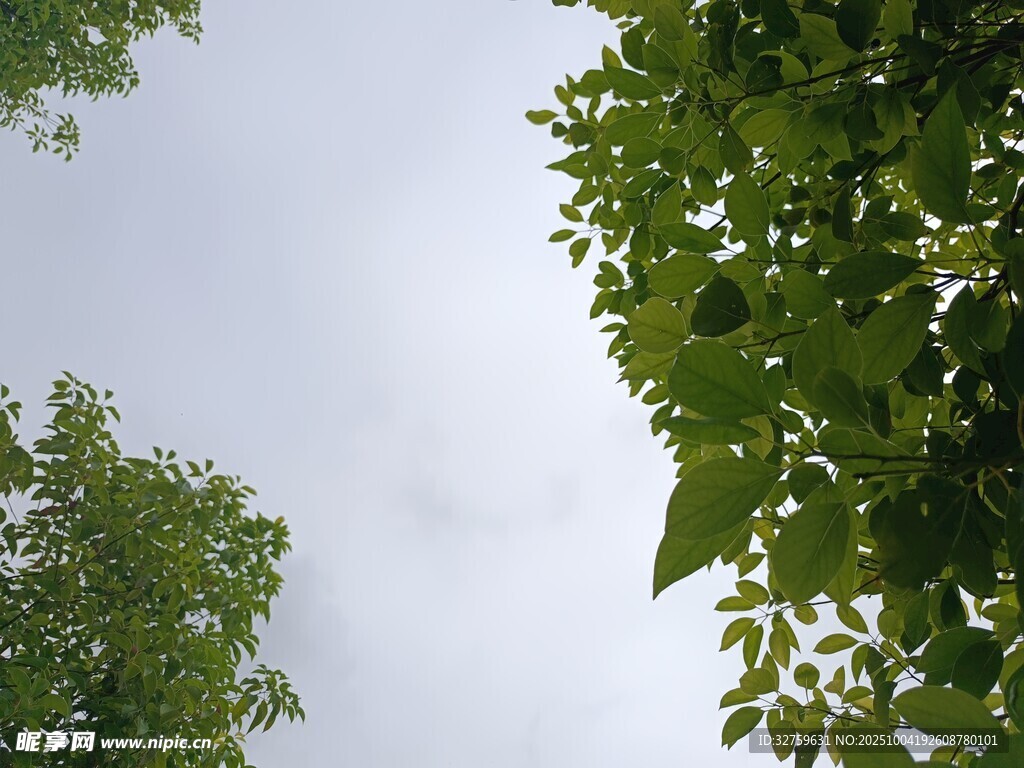 仰视绿树蓝天