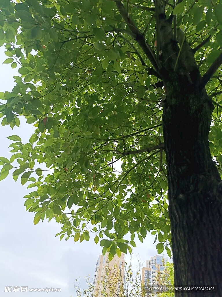 繁茂大树