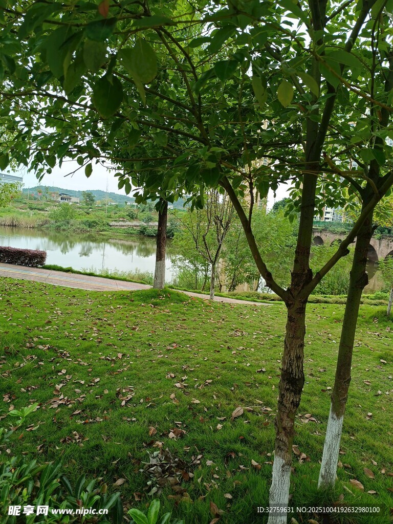 湖畔绿树成荫的清新景致