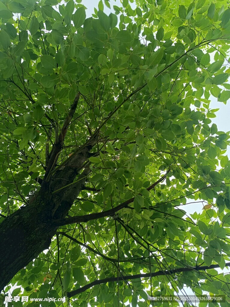 仰视葱郁繁茂的树冠