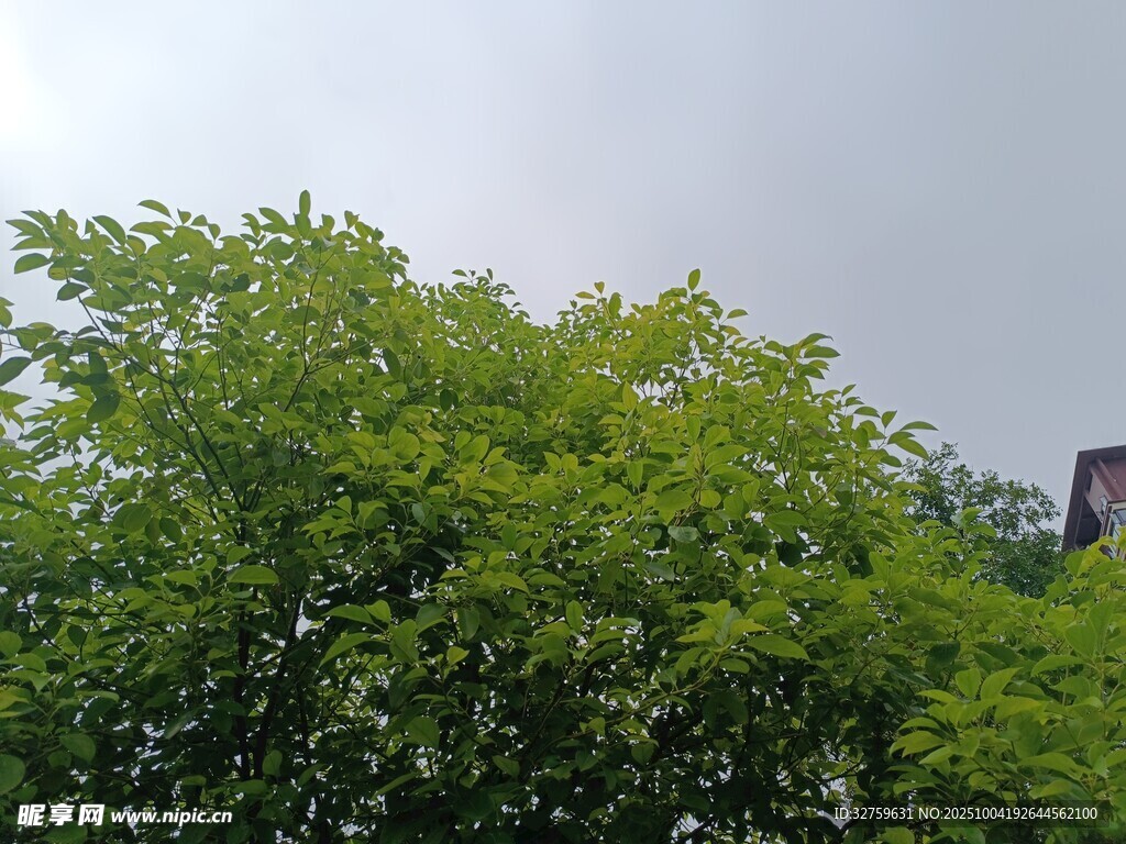 绿树成荫的清新景致