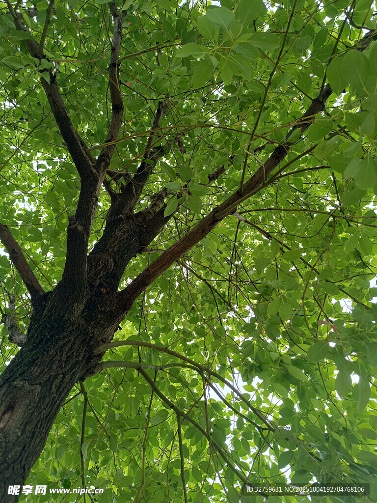 繁茂大树的翠绿枝叶