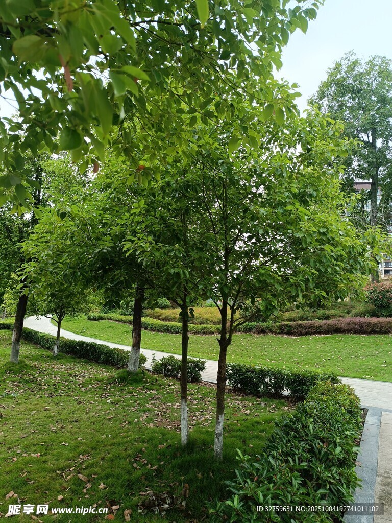 绿树成荫的公园小径