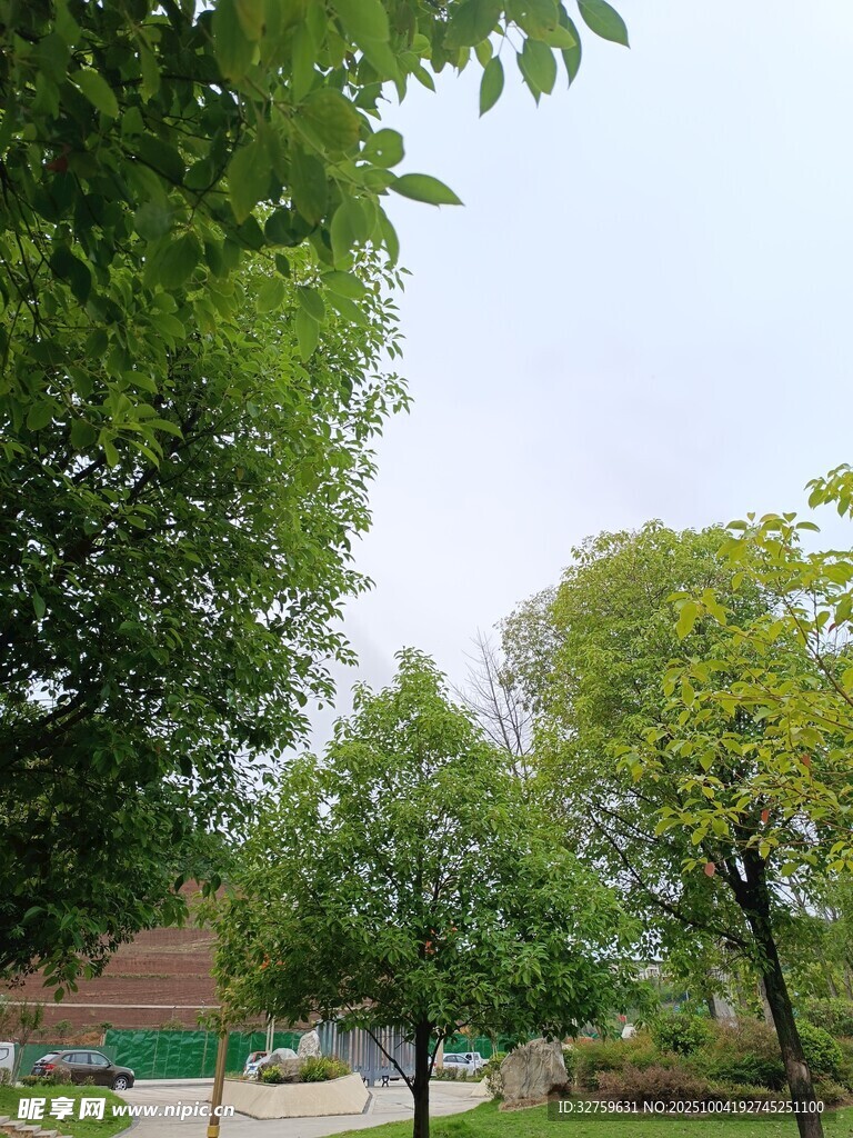 绿树成荫的户外休闲场景