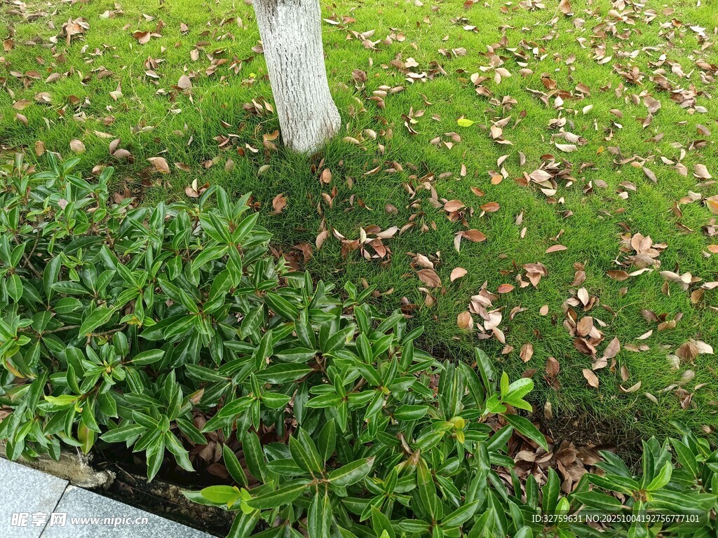 草地中的树干与散落枯叶