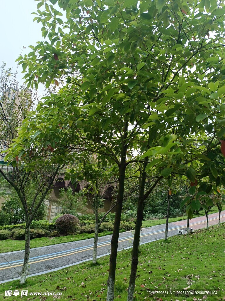 公园绿树成荫的景致