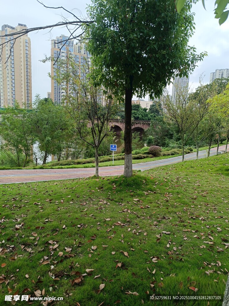 城市公园中的绿树与草地
