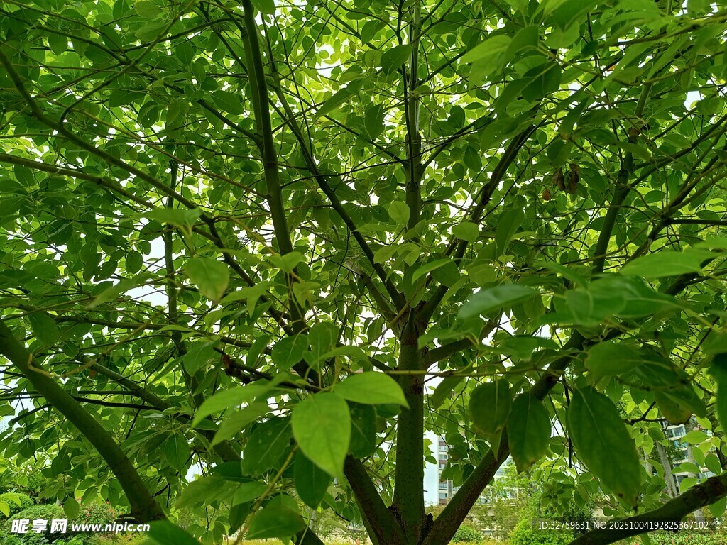 繁茂绿树