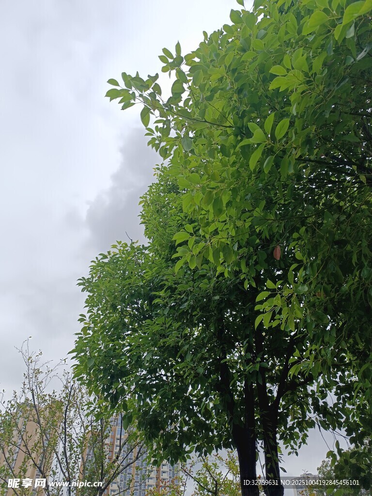 绿树挺立在阴云天空下