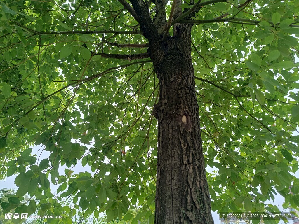 仰视参天大树