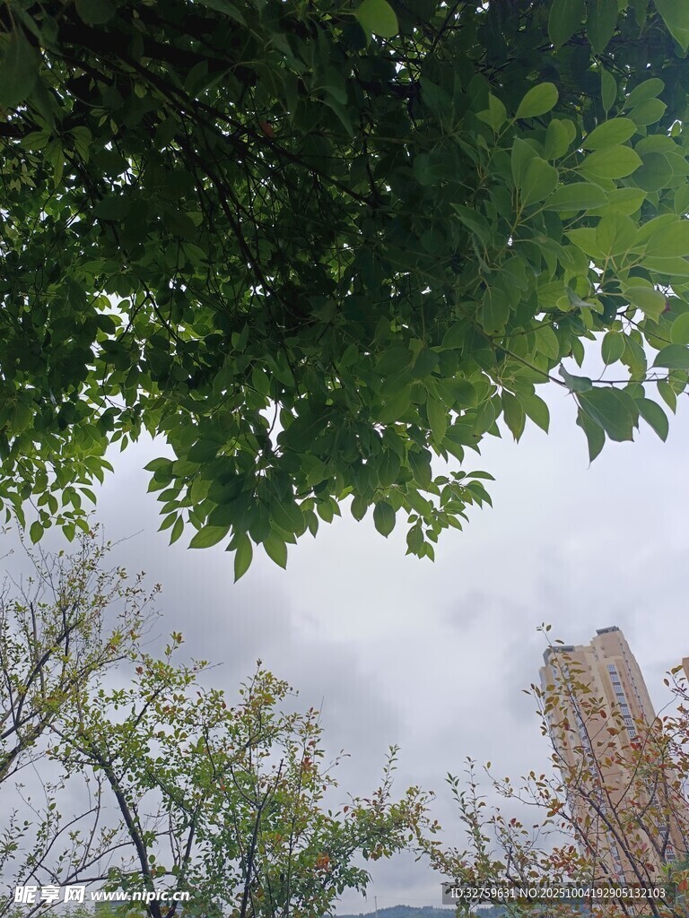 仰视绿树与楼宇