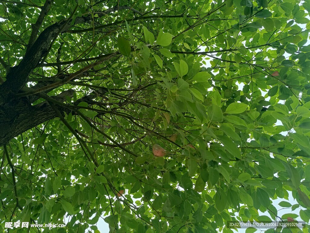 仰视葱郁树冠