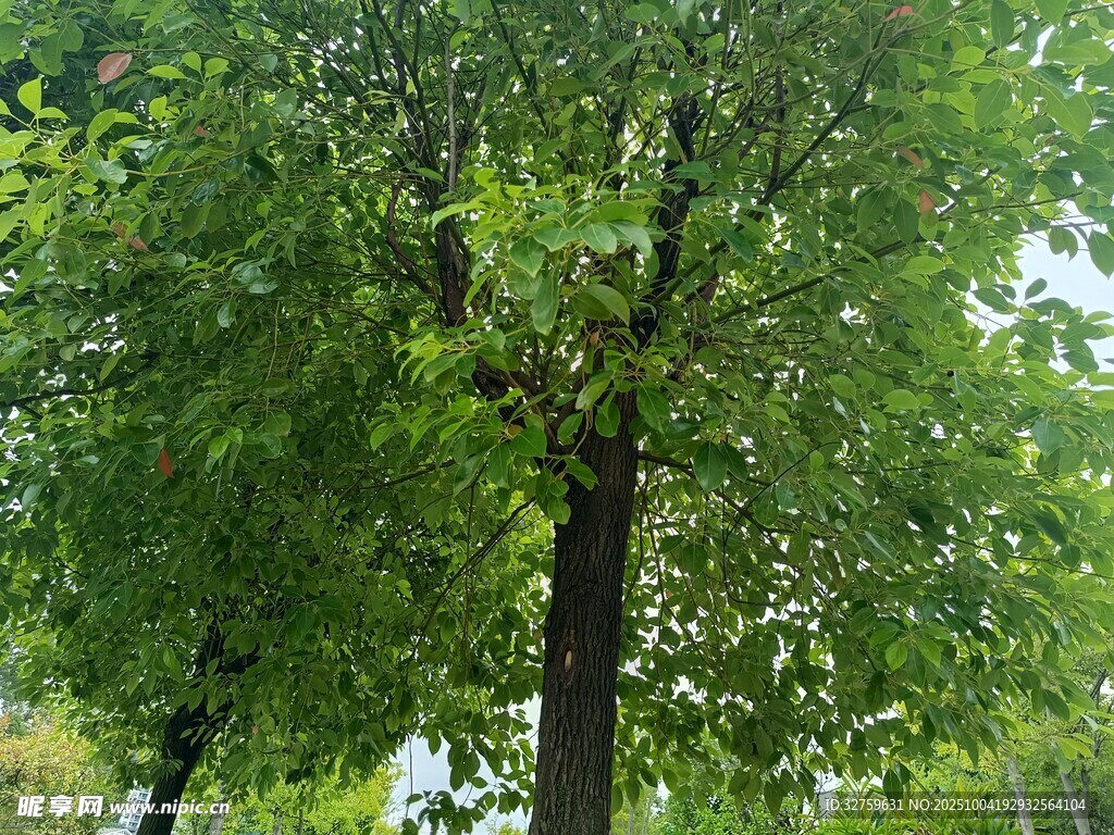 夏日葱郁绿树
