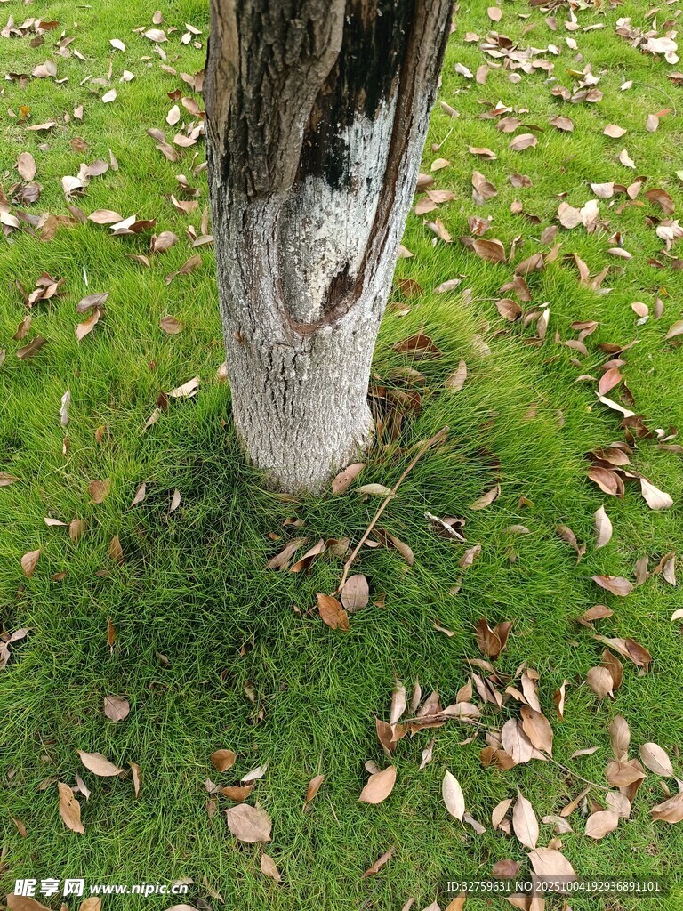 树干底部的落叶景观