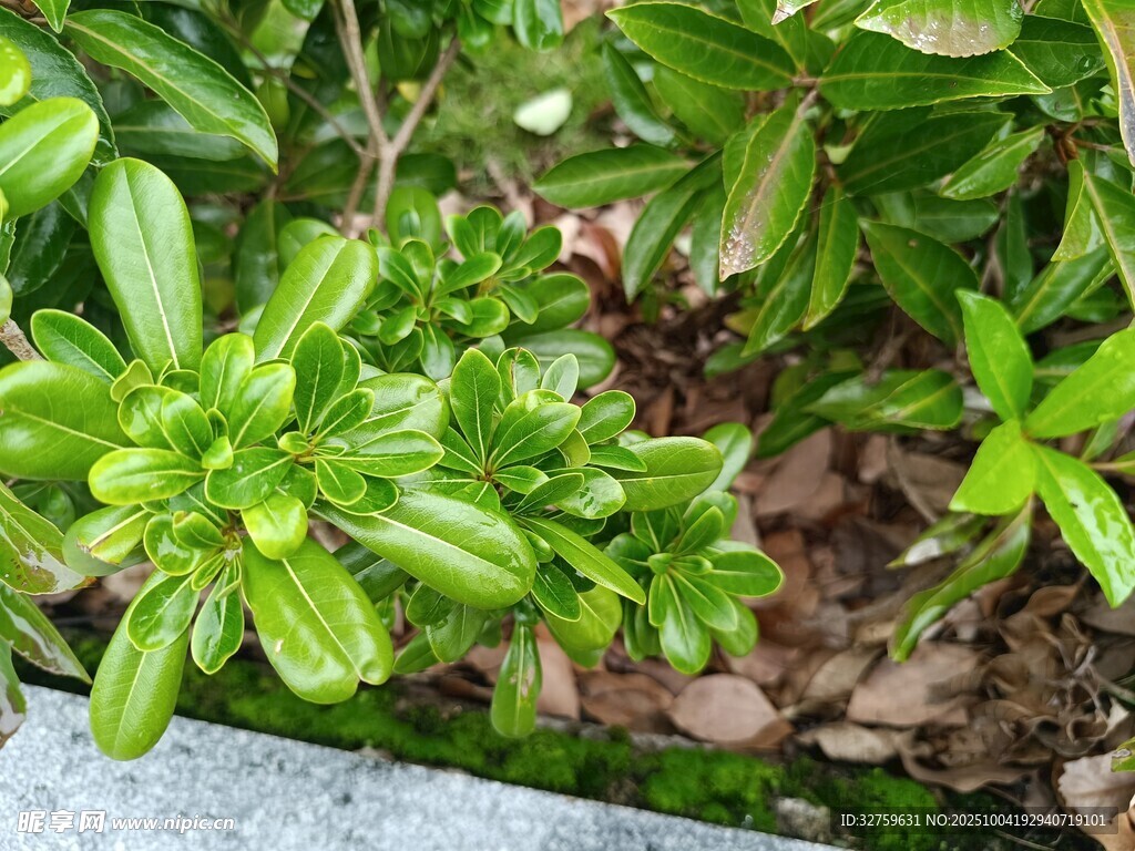 绿叶植物特写