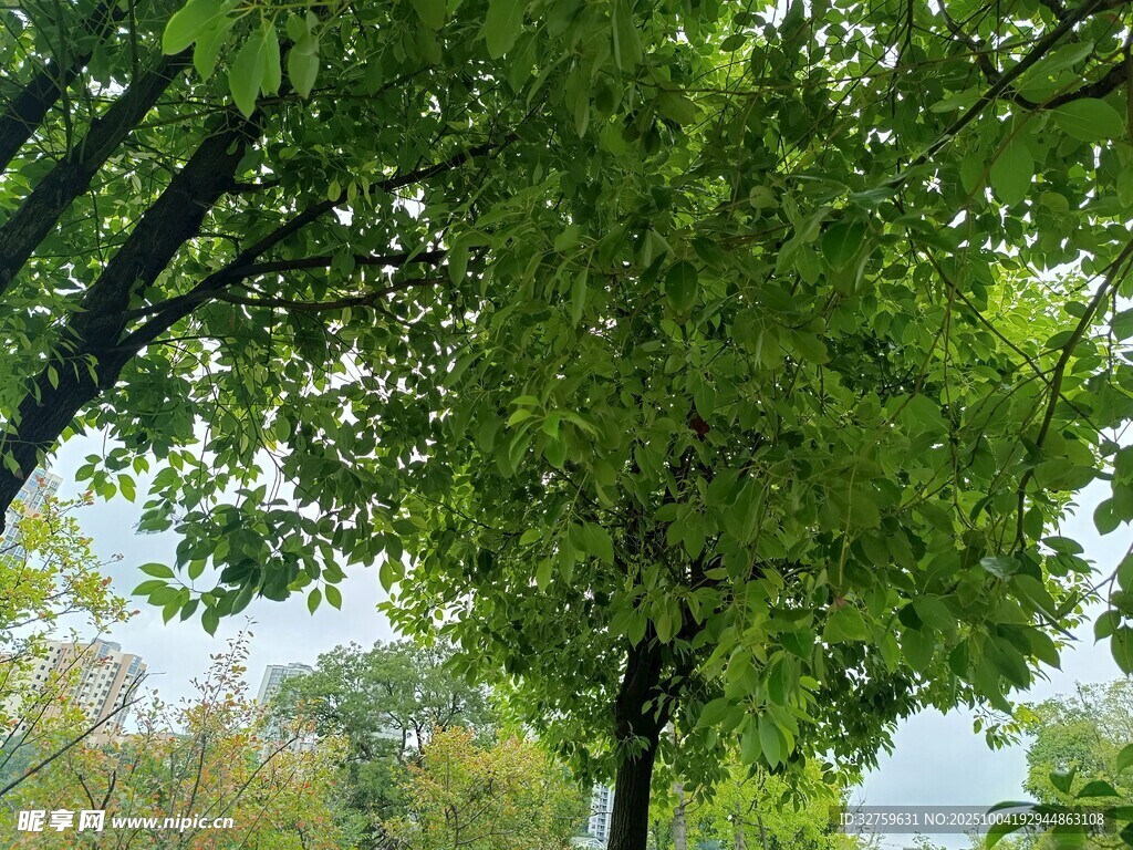 绿荫下的清新自然景致