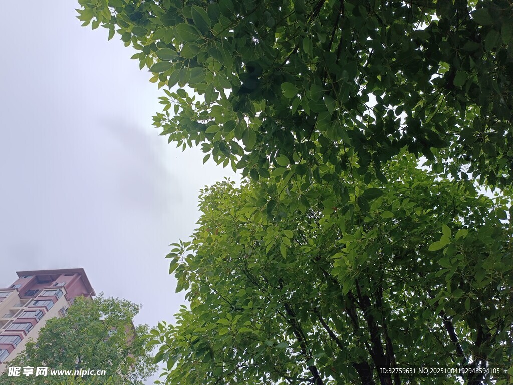 绿树掩映下的高楼