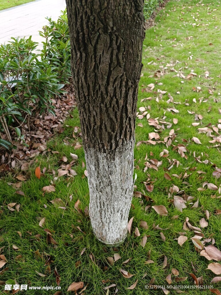 树干底部的白色涂白层
