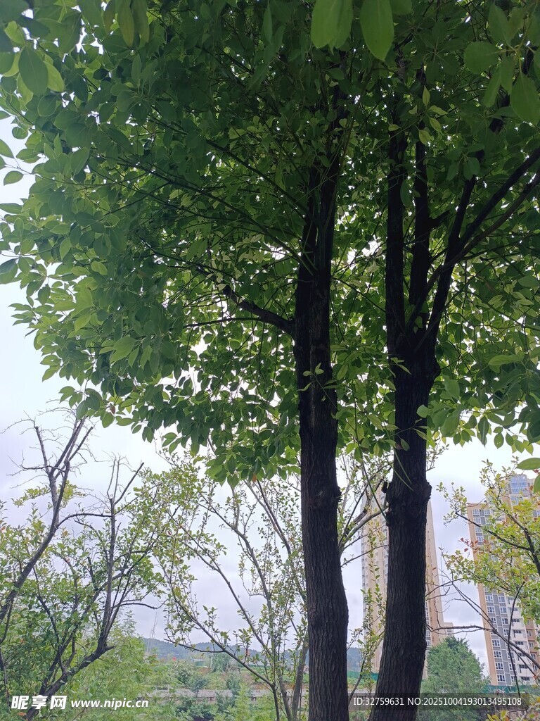 绿树掩映下的城市远景
