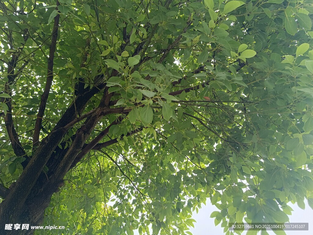 仰视繁茂绿树
