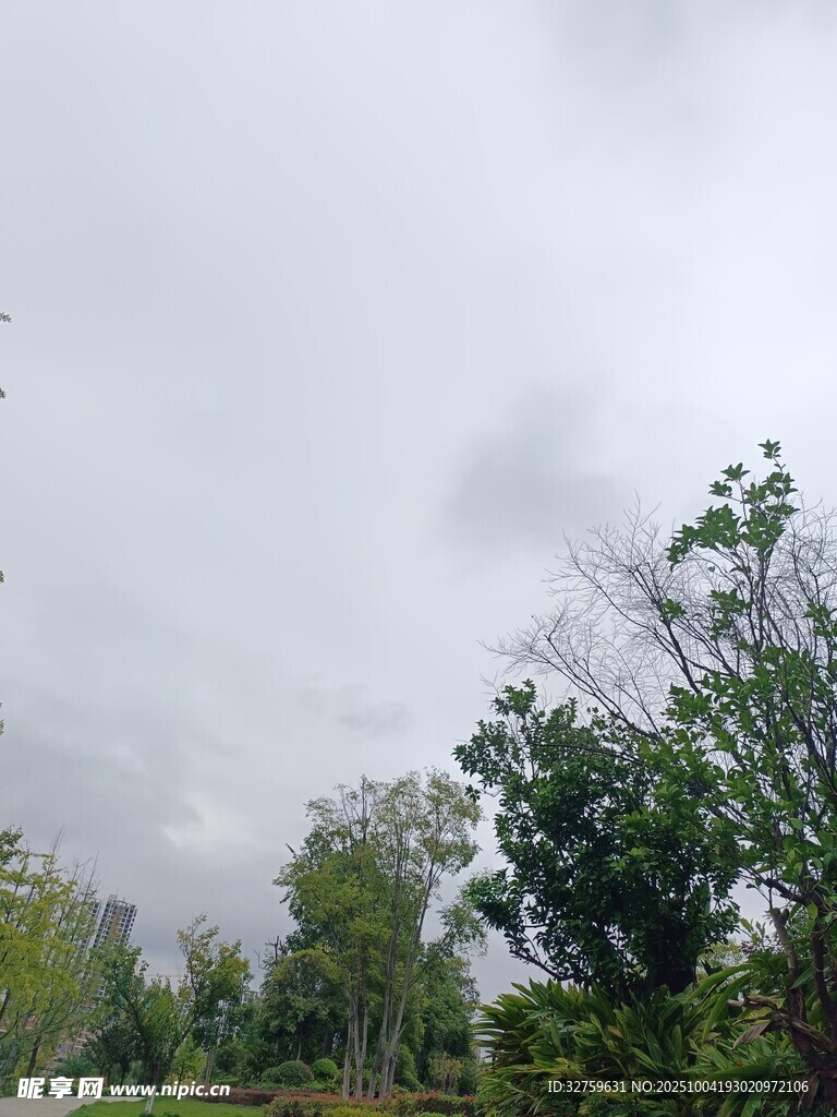 阴天树林景象