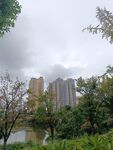 城市中的绿植与高楼美景