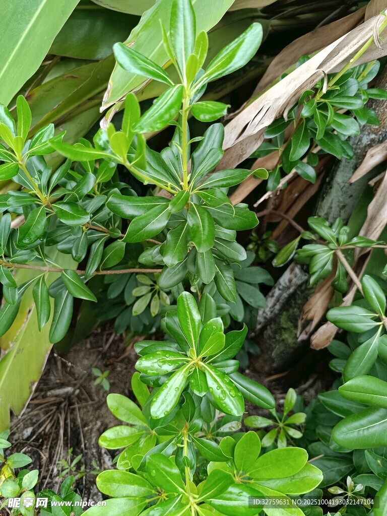 翠绿丛生的多样绿植