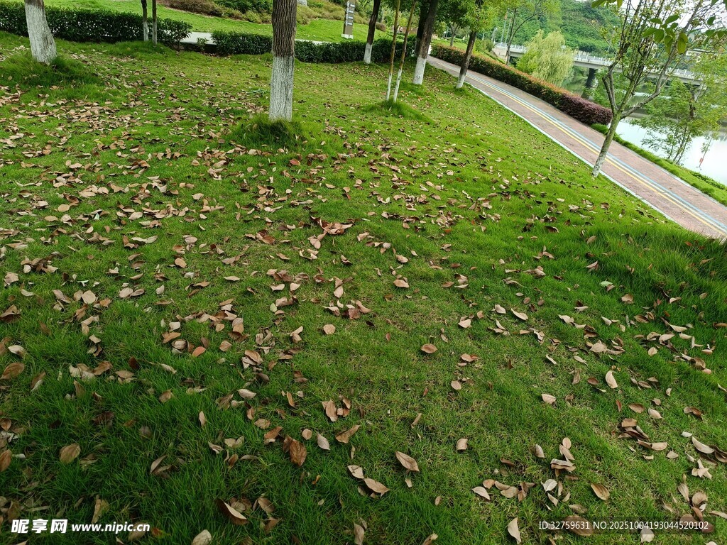 秋日草地落叶景色
