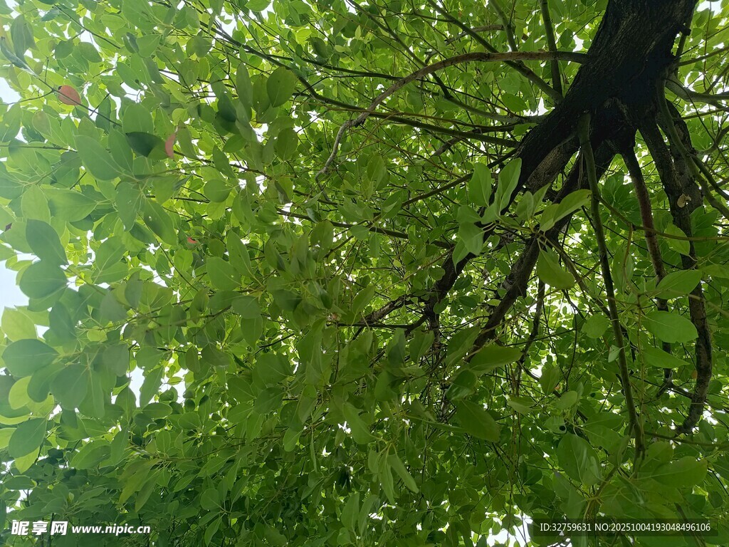 仰视繁茂绿树树冠