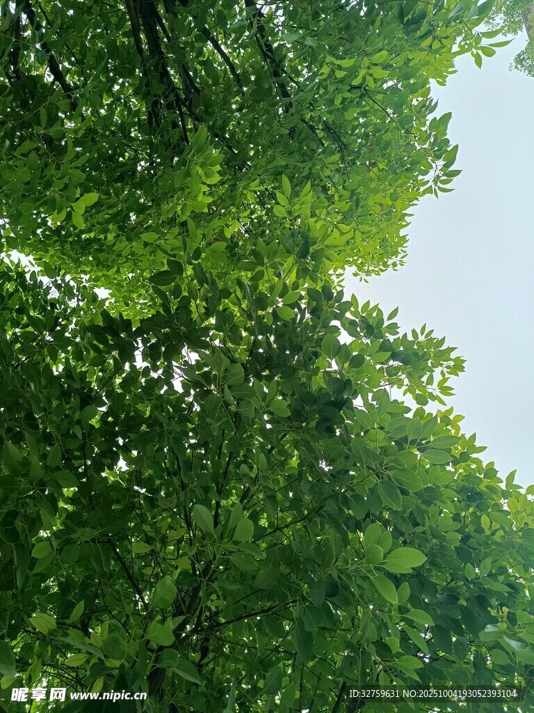 仰视葱郁树冠美景