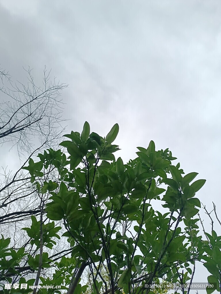 仰视翠绿繁茂的树梢