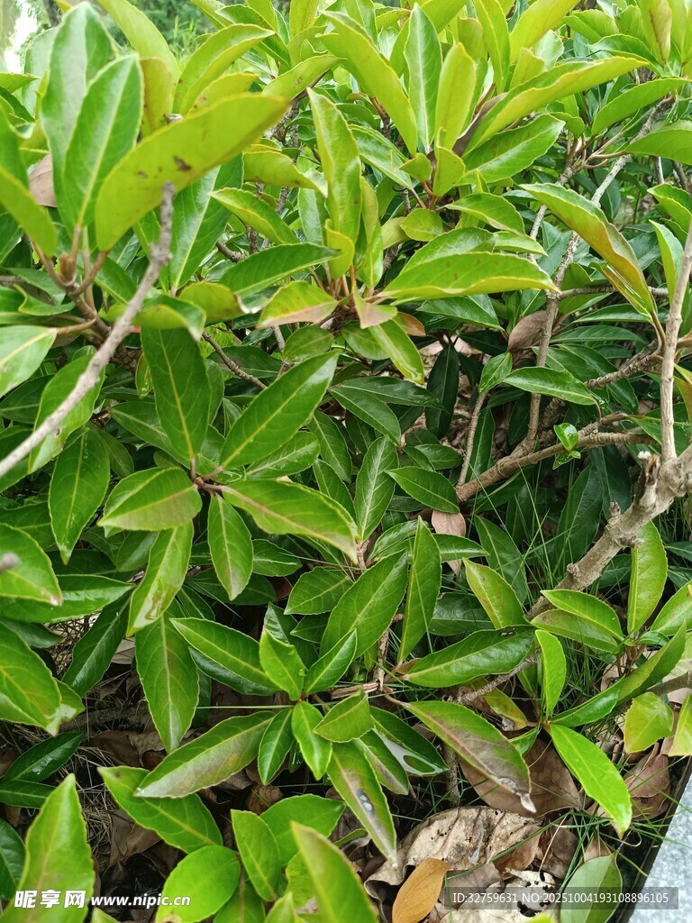 翠绿繁茂的植物枝叶