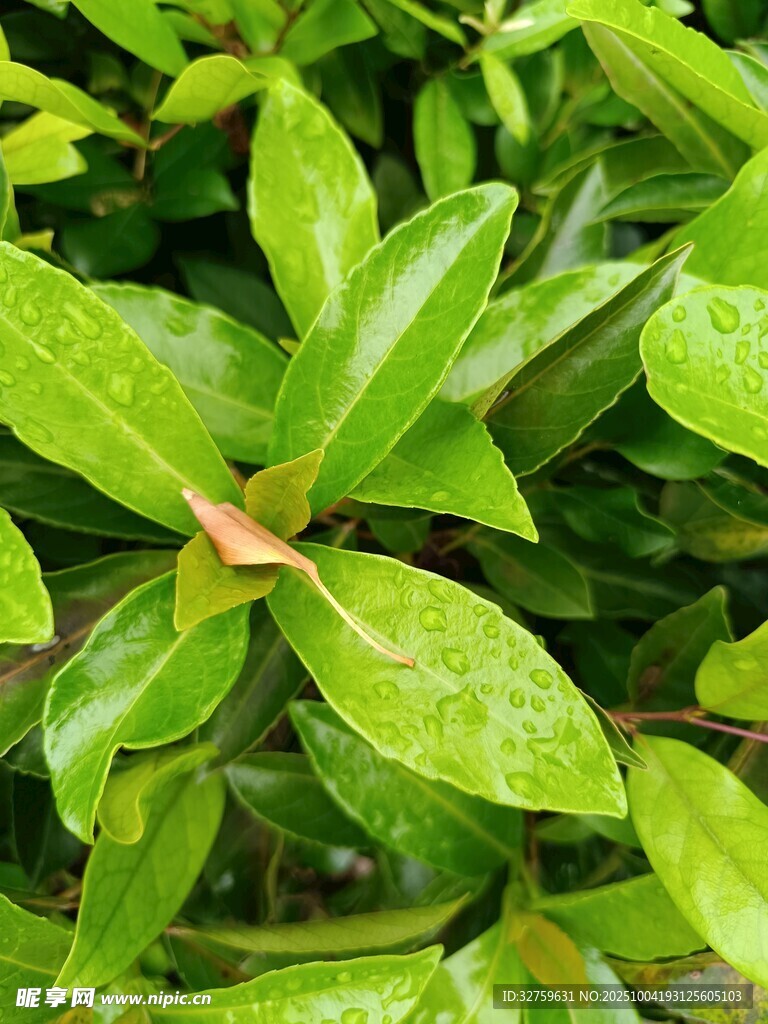 翠绿叶片上的水珠与枯叶