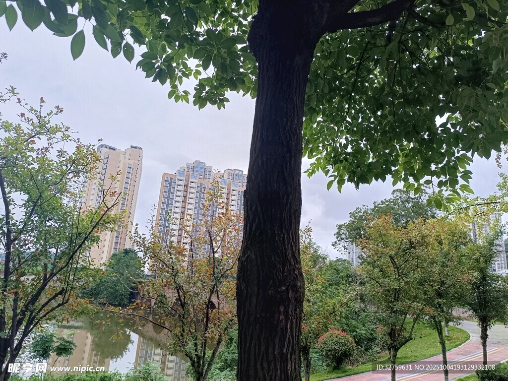 城市公园中的绿树与建筑