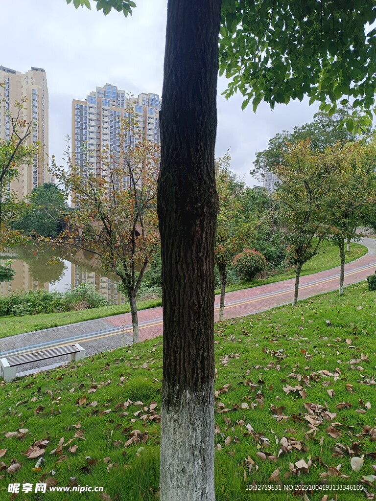 城市公园中的树木与小径