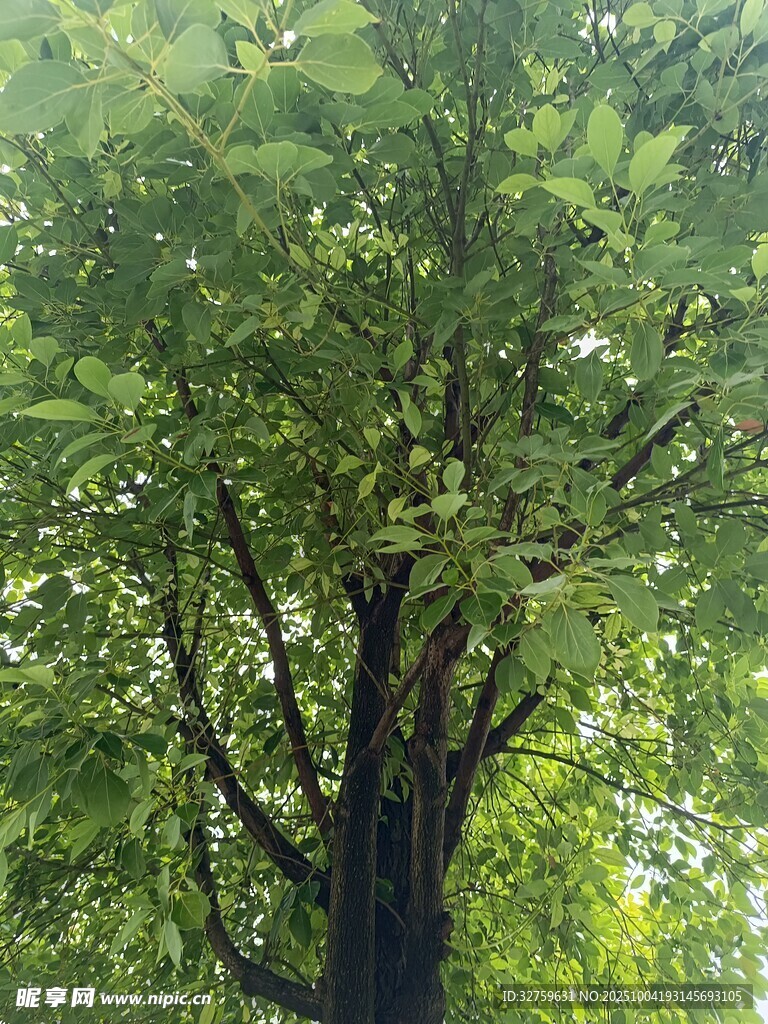 繁茂绿树
